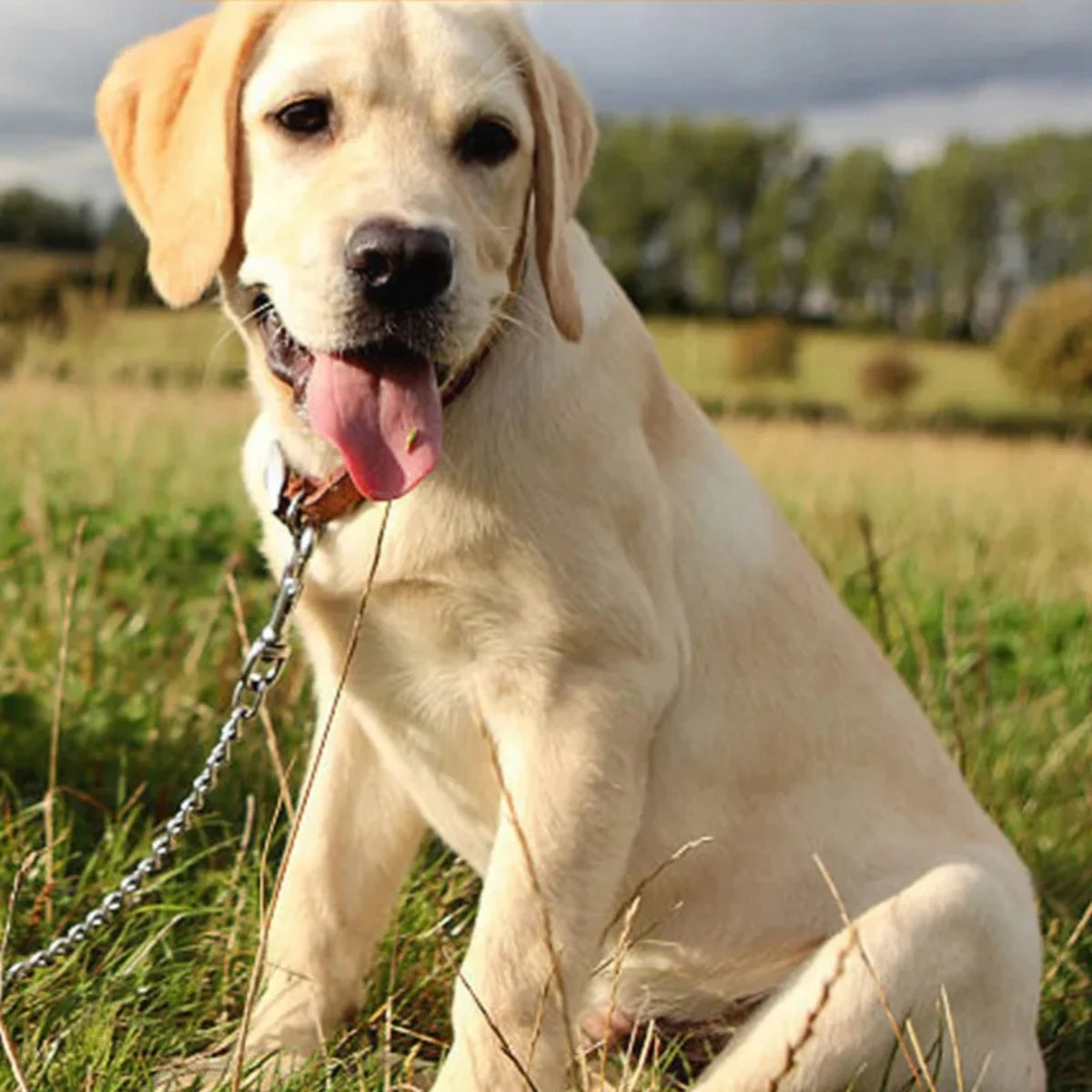 Edelstahl Hundeleine - Schleppleine Hund